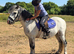 Springlane Mercury Registered Welsh Section A Gelding