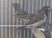 Black-faced Munia
