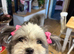 Female Shih Tzu