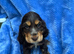 Show Cocker Spaniels looking for Homes