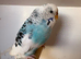Sky Blue Opaline Recessive Pied Hen