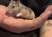 Russian dwarf hamsters
