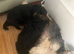 puppy biewer terrier