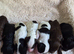 Australian Labradoodle puppies - health tested