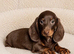 Gorgeous miniature dachshund puppies
