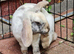 Mini rex x mini plush girl ready to go
