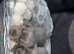 Blue and tan miniature dachshund