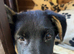 German shephard puppy for sale