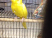 Male Buttercup Kakariki