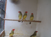 Star finches for sale &pound;40/pair
