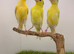 2026 canaries all fit and healthy