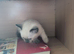 Siamese cross Ragdoll kittens & Black/ white kittem