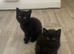 British Shorthair Kittens