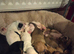 American Bulldog x Staffie x Beagle/Bloodhound Puppies – Both Parents Family Pets