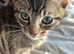 Bengal mix girl kitten 11 weeks