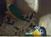 Pair of Black headed caiques