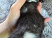 READY NOW 3 chunky kittens