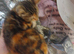 Kitten s Maine coon cross