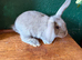 1 Buck - Continental Giant × French Lop Baby