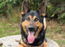 EXPERIENCED HANDLER REQUIRED