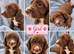 Sprocker puppies