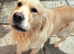 Golden retriever boy