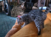 Female bengal