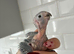 Pearly conures hand reared silly tame!