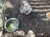 Pure American Silkie fertile eggs to order