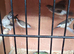 Owl finches