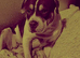 Three dogs for rehoming