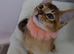 Abyssinian ABY Ruddy color