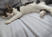 Kitten tor ehome