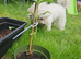 Bichon for sale male