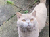 Reduced as he needs to find a home! GCCF active sweet lilac boy. Good with dogs,cats and kids