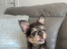 Frenchie