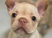 Rope french bull dog puppies