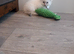 Ragdoll kittens