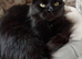 Beautiful half Maine Coon female cat