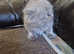 British short haired cross kitten for sale