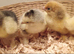 Chicks for sale