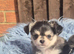 KC registered chihuahua puppies