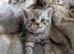 Full British shorthairs