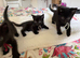 Kittens