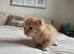Mixed with Maine Coon kittens all male