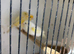 Dimorphic canary’s for sale
