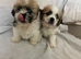 2 shih tzu puppies for sale