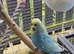 Pet Budgies