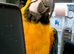 Beautiful Tame Blue & Gold Macaw Parrot
