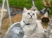 Outstanding Persian x kittens
